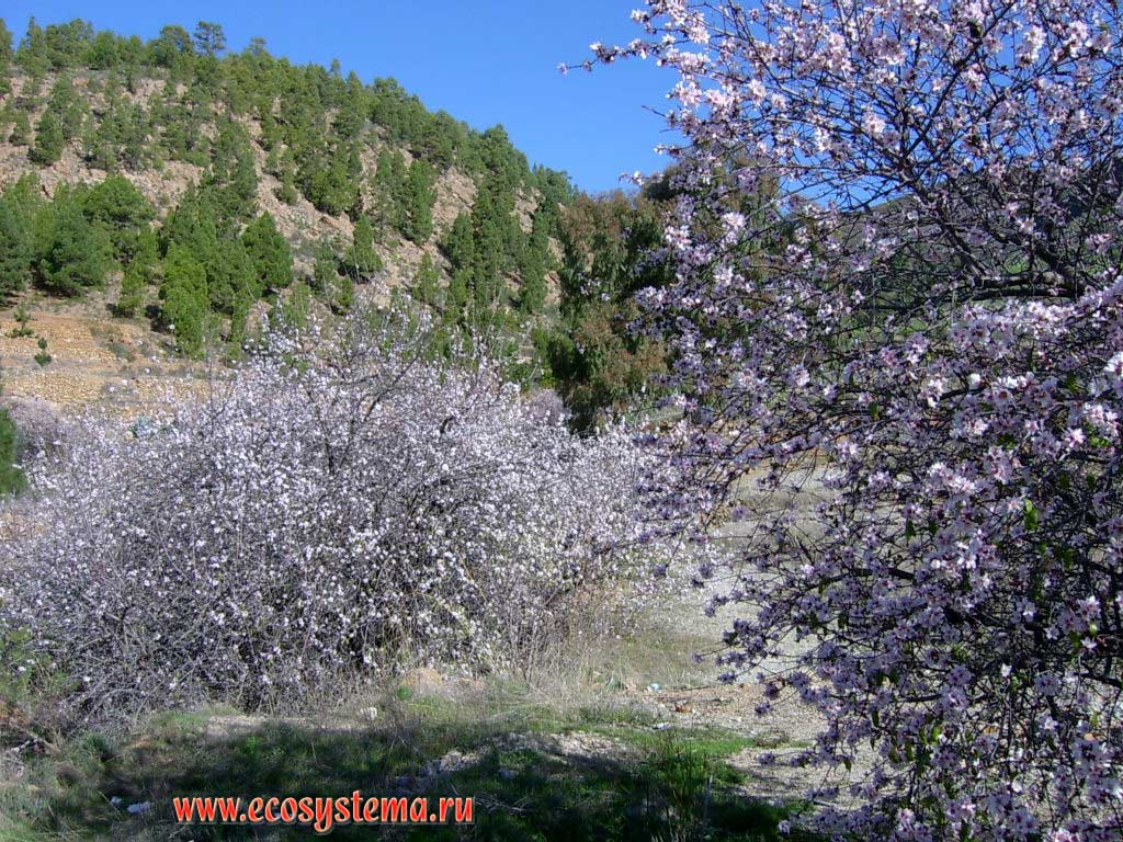 Миндаль обыкновенный (Prunus amygdalus = Amygdalus communis)
(семейство Розоцветные, или Розовые — Rosaceae)
в зоне листопадных лиственных лесов (500-800 метров над уровнем моря)