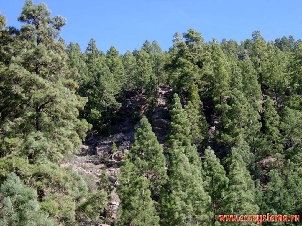 Mountain coniferous forest from Canary Island pine (Pinus canariensis).
Temperate light coniferous forest zone (600-800 meters above sea level). Tenerife Island, Canary Archipelago