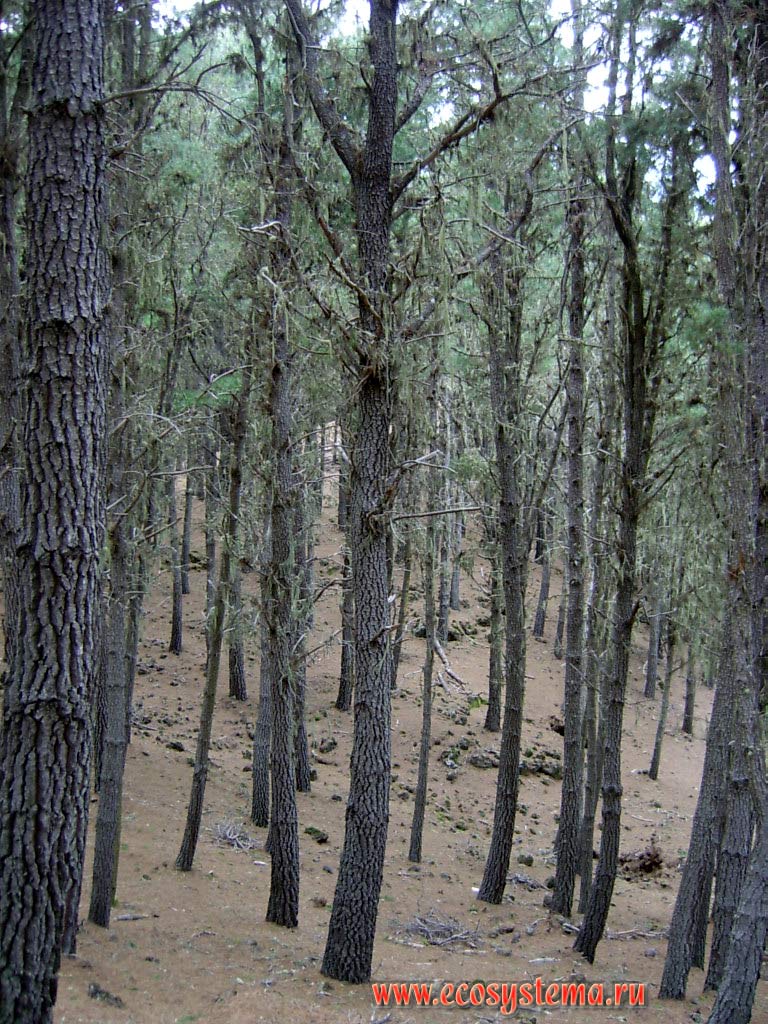 Ripe (mature) mountain coniferous forest from Canary Island pine (Pinus canariensis).
Temperate coniferous forest zone (800-1500 meters above sea level). Tenerife Island, Canary Archipelago