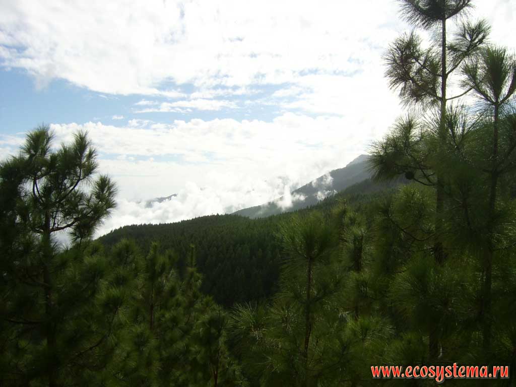 Anaga mountains south-east slopes, covered with the coniferous pine forests.
1000 meters above sea level. South of the Tenerife Island, Canary Archipelago