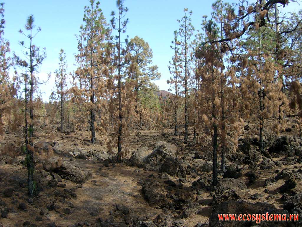 Temperate coniferous forest after the forest fire. Western edge of the Las Canadas caldera (1800 meters above sea level). Tenerife Island, Canary Archipelago