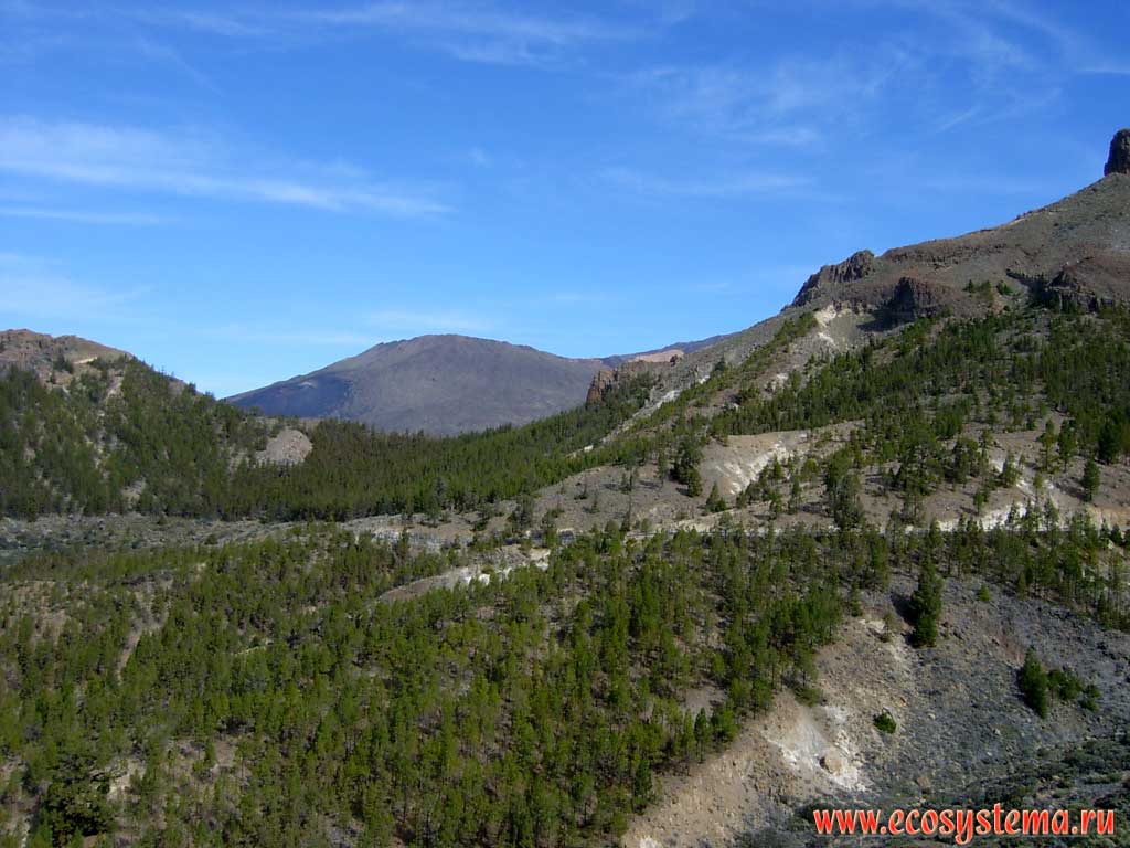 Высотная поясность — верхняя граница леса светлохвойных сосновых лесов
(высота — около 1800 м н.у.м.). Внешняя (наружная) сторона кальдеры
Каньядас (De las Canadas) юго-западной экспозиции