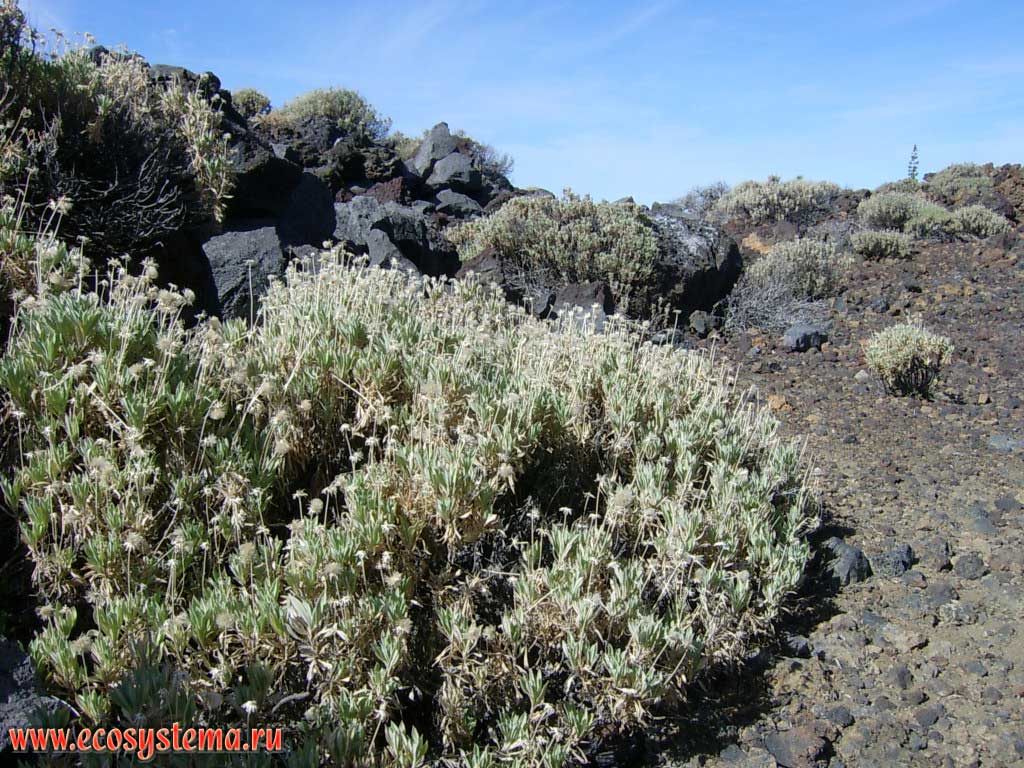 Pterocephalus lasiospermus - summit rosebush (Caprifoliaceae family) - endemic to Canadas del Teide depression on Tenerife.
Dry xerophytic lava and scoria zone (2000-2500 meters above sea level). Tenerife Island, Canary Archipelago