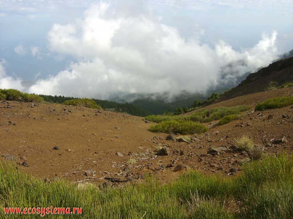 Зона сухих высокогорных лавовых полей (2000-2500 м над уровнем моря).
На переднем плане — дрок Тейде (Spartocytisus supranubius)
(триба Дроковые — Genisteae, семейство Бобовые — Fabaceae)