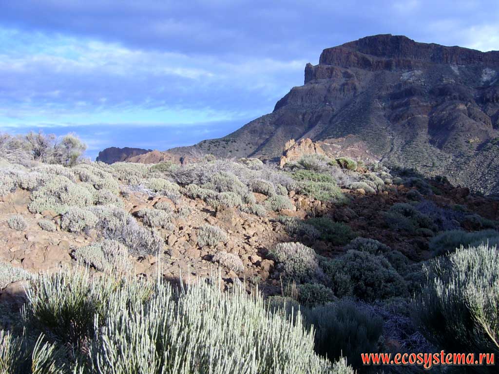 Край кальдеры Каньядас недалеко от скал Рокес-де-Гарсия (Roques de Garcia).
Ксерофитная растительность (дрок Тейде — Spartocytisus supranubius)
на лаве 2000-летнего возраста. Высота 2500 м над уровнем моря