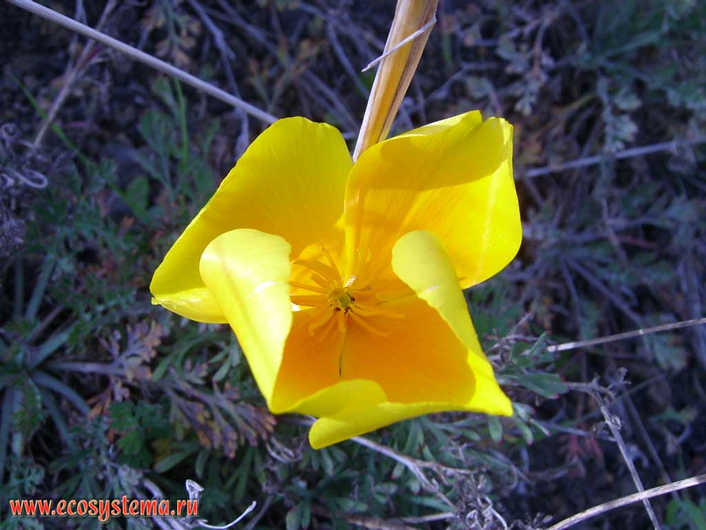 Цветок эшшольции калифорнийской, или калифорнийского мака (Eschscholzia californica)
(семейство Маковые — Papaveraceae).
Влажные склоны горной цепи Анага (Anaga) юго-восточной экспозиции