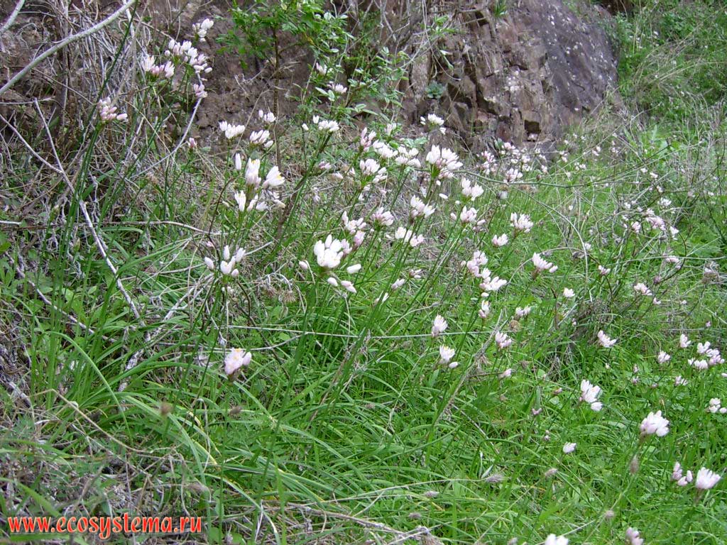 The Rosy Garlic (Allium roseum) (Alliaceae Family) herbage.
700 meters above sea level in the Masca valley (barranco) on the Teno peninsula. North-west coast of the Tenerife Island, Canary Archipelago