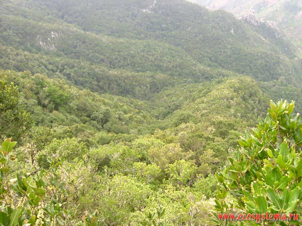 Evergreen deciduous forests on the south-east slope of Anaga peninsula mountains.
Middle height altitude zone (700-1200 meters above sea level). Tenerife Island northern coast, Canary Archipelago