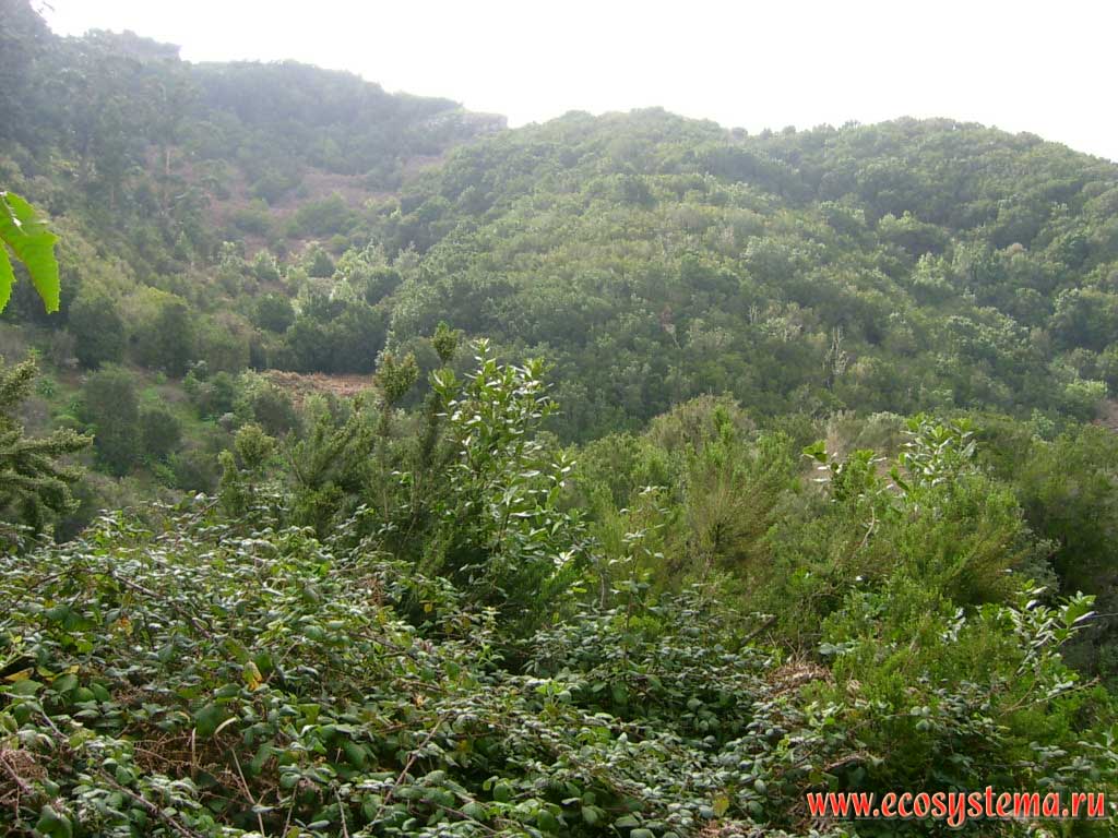 Влажные вечнозеленые тропические леса на склонах юго-восточной
экспозиции полуострова Анага. Высотная зона 700-1200 м над уровнем моря