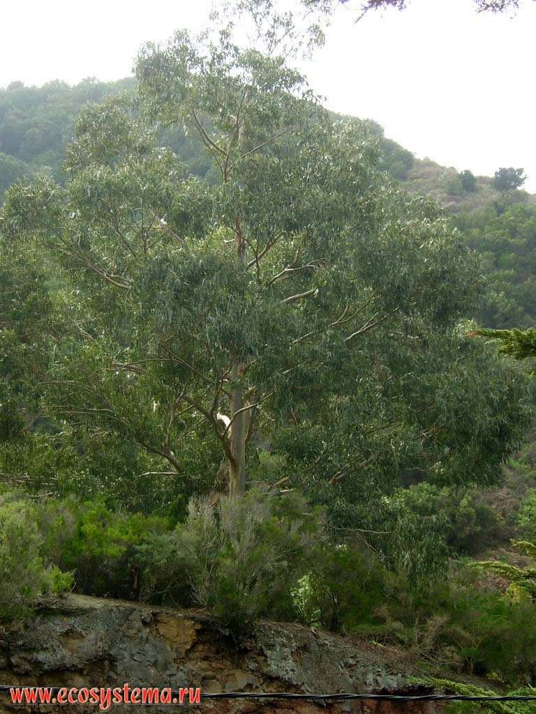 Эвкалипт приречный (Eucalyptus camaldulensis) или красный лесной
(Eucalyptus tereticornis) (только эти два вида встречаются на Тенерифе)
(семейство Миртовые — Myrtaceae)
