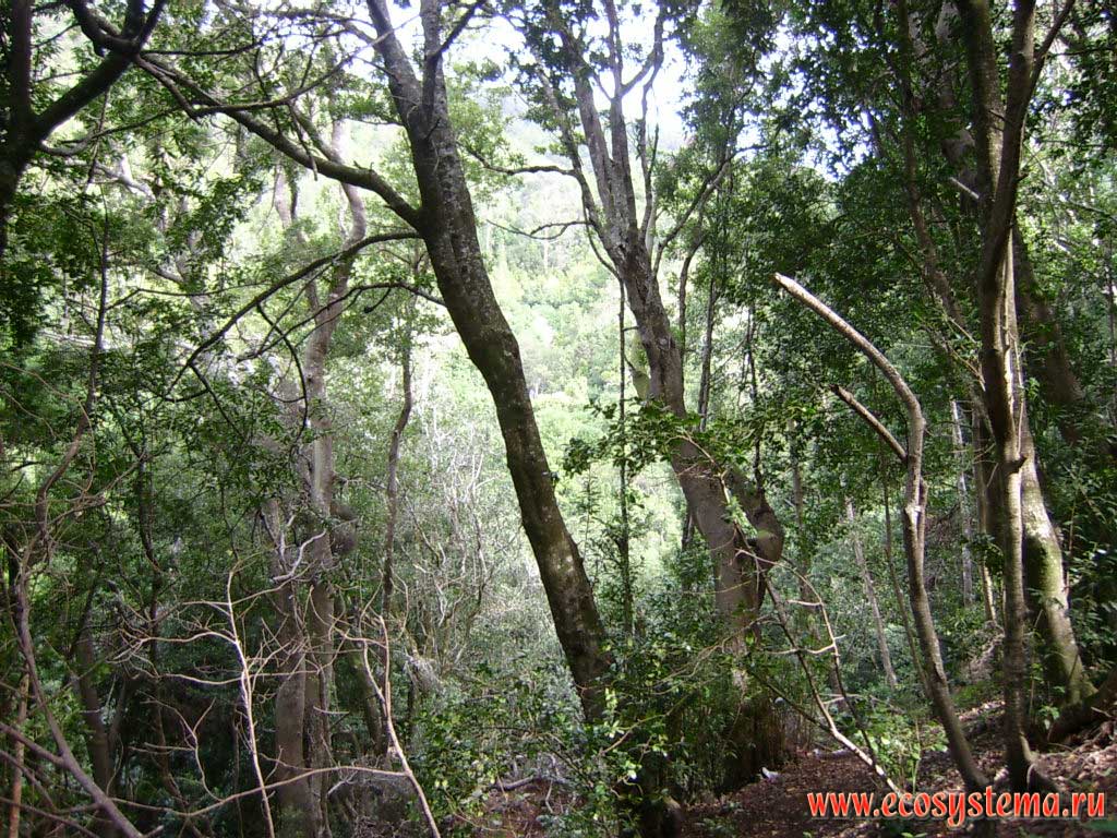 Evergreen deciduous (laurel) forest with Laurel Tree (Laurus novocanariensis) predominance on the south-east slope of Anaga peninsula mountains.
Middle height altitude zone (700-1200 meters above sea level). Anaga peninsula, Tenerife Island northern coast, Canary Archipelago