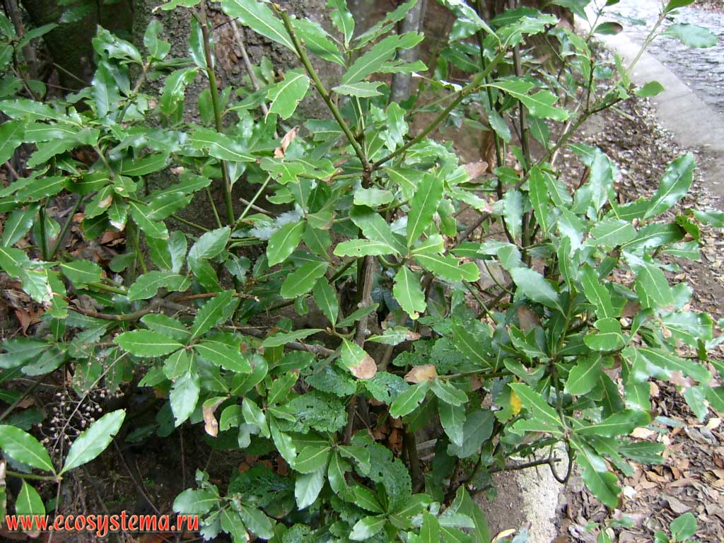 Лавр канарский (Laurus novocanariensis)(семейство Лавровые — Lauraceae) — молодое растение