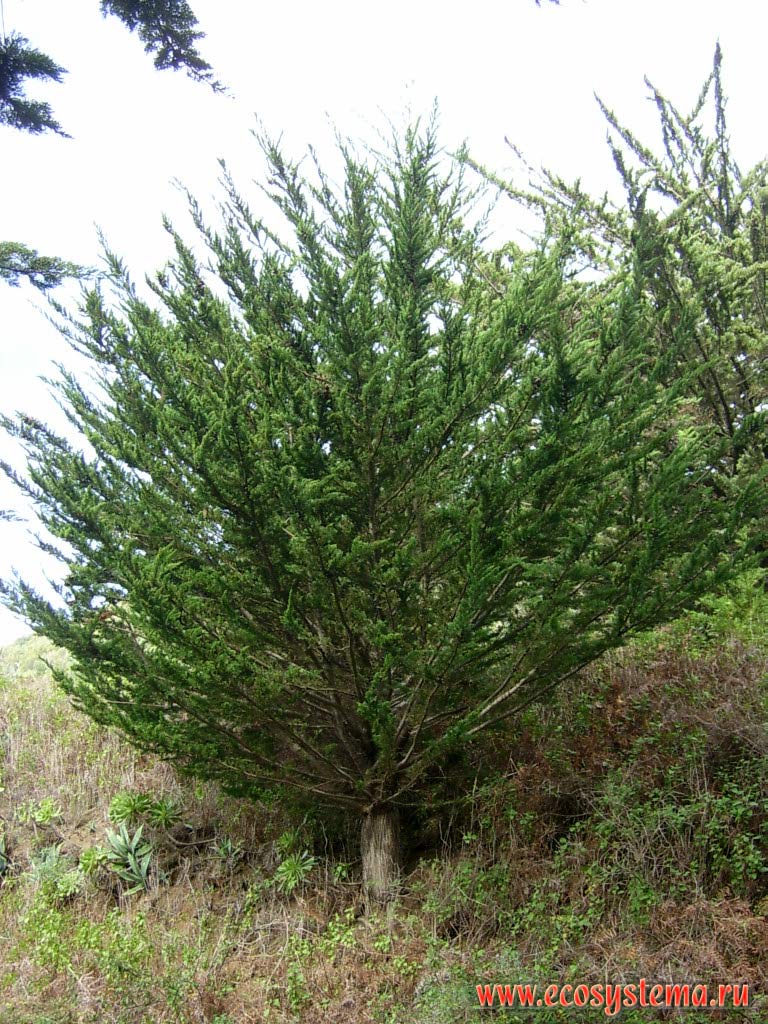 Cypress tree (Cupressus sp., Cupressaceae Family) on the village suburb. Tenerife Island, Canary Archipelago