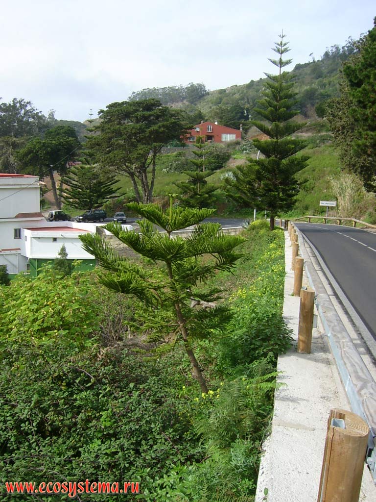 Norfolk Island Pines (Araucaria heterophylla), cultivated near the road in the village. Tenerife Island, Canary Archipelago