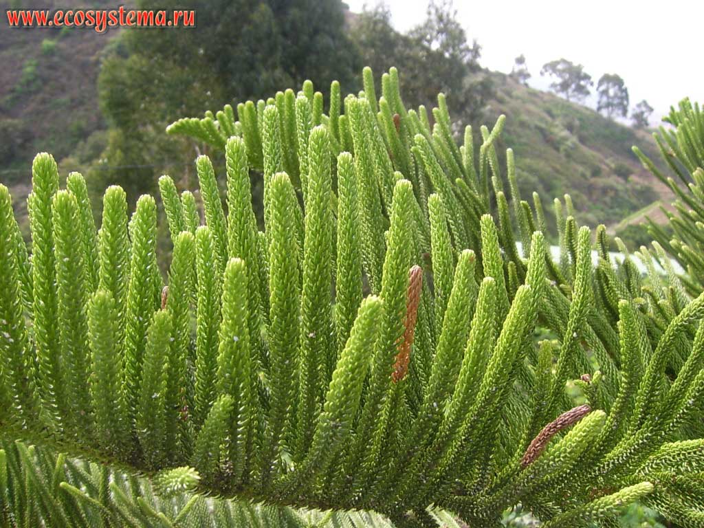 The Norfolk Island Pines (Araucaria heterophylla) branches (shoots). Tenerife Island, Canary Archipelago