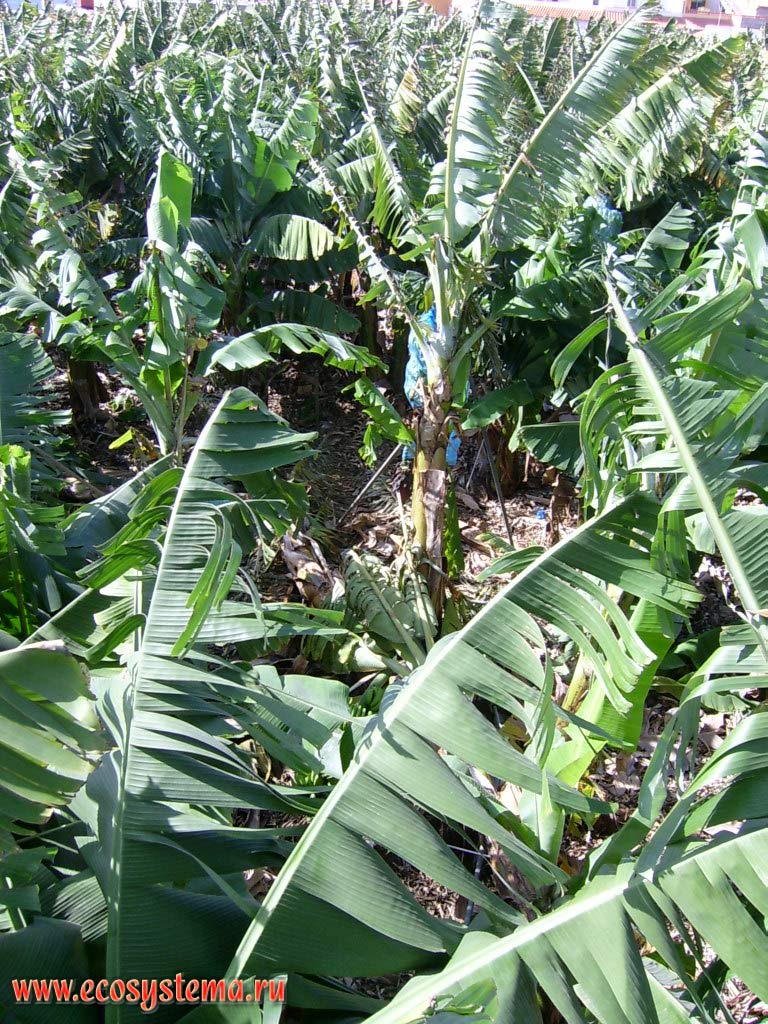 Cultivated Banana (Musa Genus) plantations. Tenerife Island, Canary Archipelago