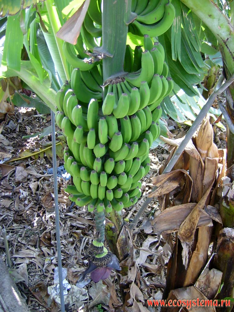 Cultivated Banana (Musa Genus) collective fruit (cluster, bunch). Tenerife Island, Canary Archipelago
