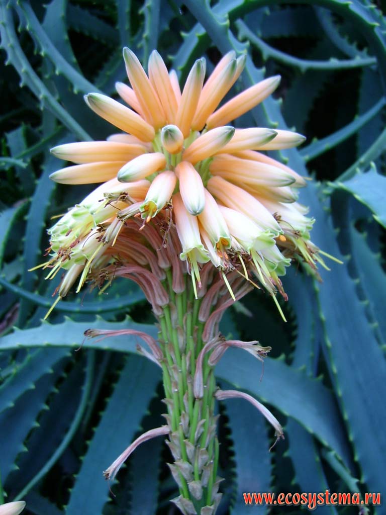 Цветок алоэ сокотрина, или колючего, или сабура (Aloe socotrina)
(семейство Асфоделовые — Asphodelaceae)