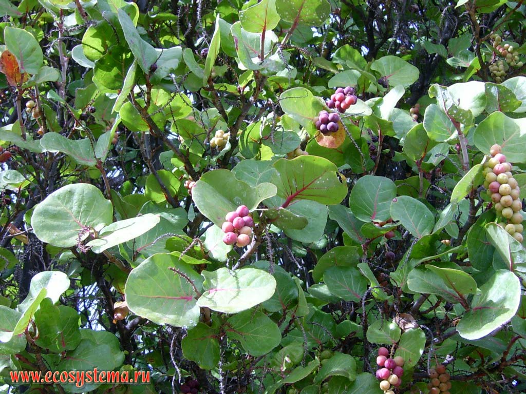 Кокколоба ягодоносная, или прибрежная, или приморский виноград,
или американский морской виноград (Coccoloba uvifera)
(семейство Гречишные — Polygonaceae) с плодами
