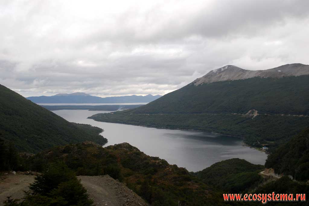 Lake Escondido and Patagonian Andes (South Andes). Altitudinal vegetation zones are visible - the border between beech deciduous forest and
subantarctic mountain alpine meadows at a height of about 500 meters above sea level. Ushuaia, Land of Fire (Tierra del Fuego), Argentina, South America