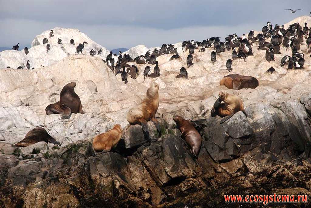 The colony of the Antarctic Cormorants (Antarctic Shag, Phalacrocorax bransfieldensis) and South American sea lion (Otaria byronia) rookery (colony) on the small island in the Beagle Channel.
The Land of Fire (Tierra del Fuego) south extremity, Argentina, South America