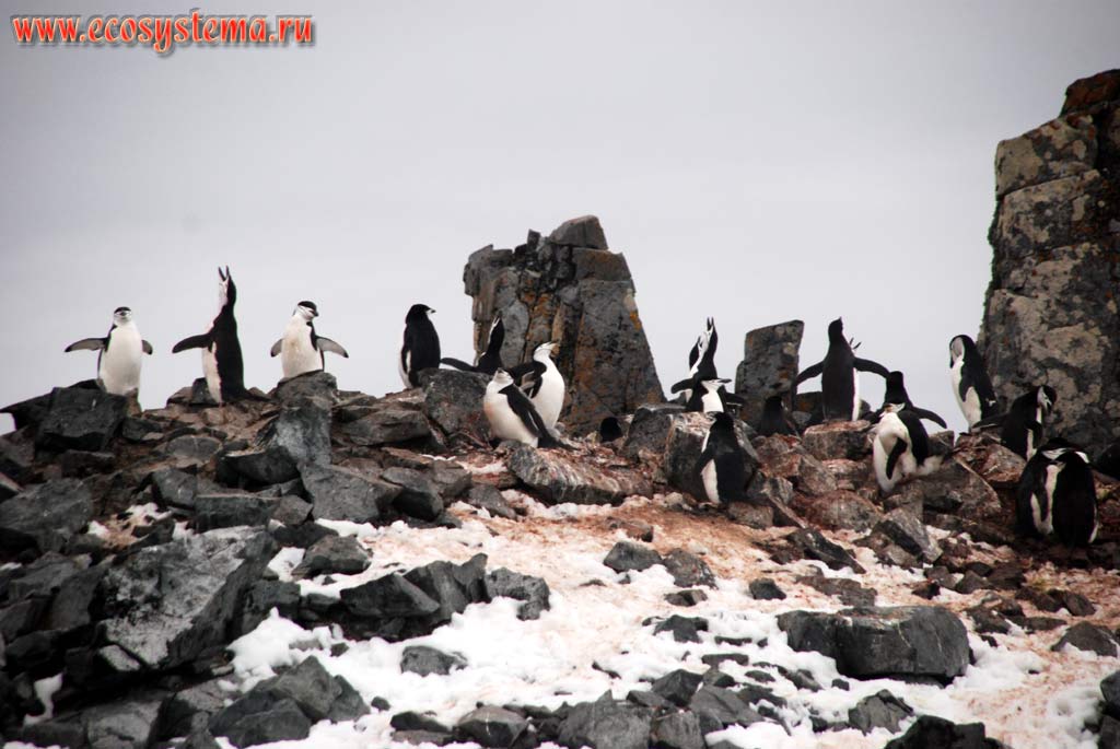 Колония антарктических пингвинов (Pygoscelis antarctica).
Остров Халф Мун, Южные Шетландские острова