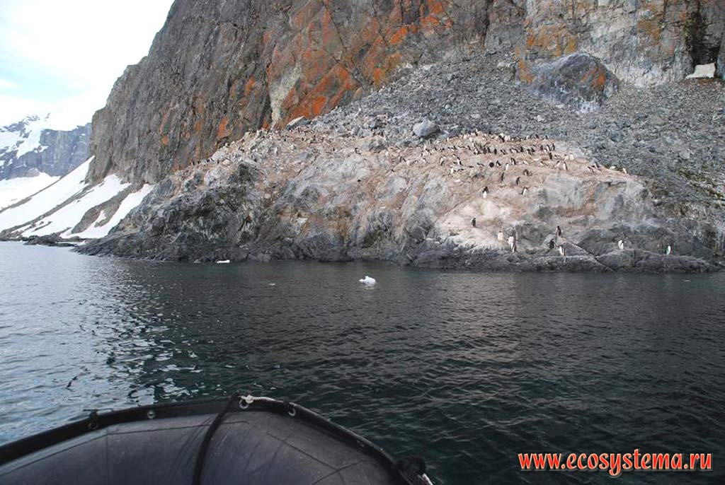 Остров Кувервилль и колония субантарктических пингвинов,
или пингвинов Генту, или Папуа (Pygoscelis papua).
Южные Шетландские острова
