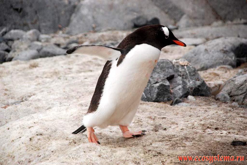 Субантарктический пингвин, или пингвин Генту, или пингвин Папуа
(Pygoscelis papua) (семейство Пингвиновые - Spheniscidae).
Остров Винке в районе Порта Локрой, Антарктический полуостров