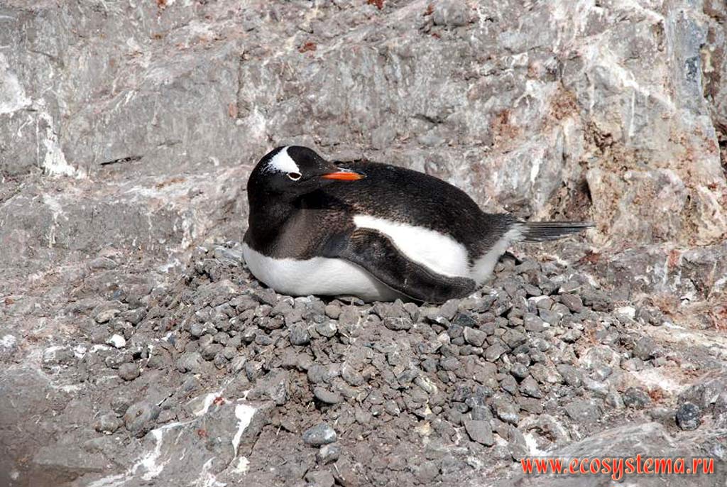 The Gentoo Penguin (Pygoscelis papua) (Spheniscidae Family) on the nest.
Winkie Island near Port Lokroy, Antarctic peninsula, West Antarctic