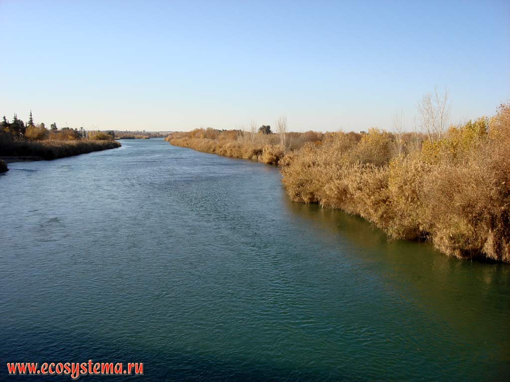 Euphrates river and its flood plain forests (poplar, willow and tamarisk with reed) in the middle current (Deir ez Zor area).
North-West, or Upper Mesopotamia, Eastern Syria