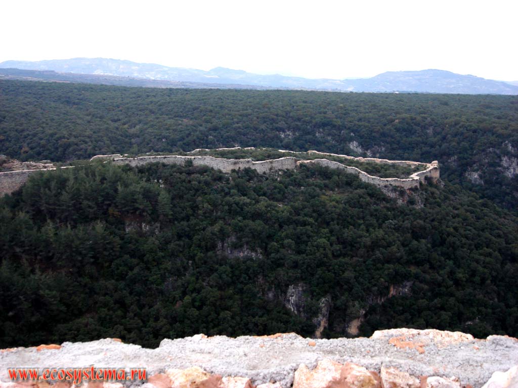 Замок Салах-ад-Дин на скале, поросшей хвойным лесом (ливанский кедр).
Хребет Ансария (Эн-Нусайрия). Азиатское Средиземноморье, или Левант, Латакия, Западная Сирия