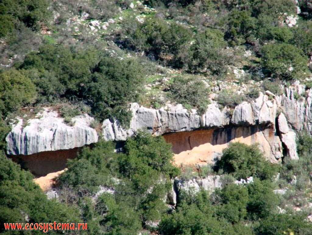 Horizontal bedding of rocks and phrygana plant community. Asian Mediterranean (Levant), Upper Galilee, Israel