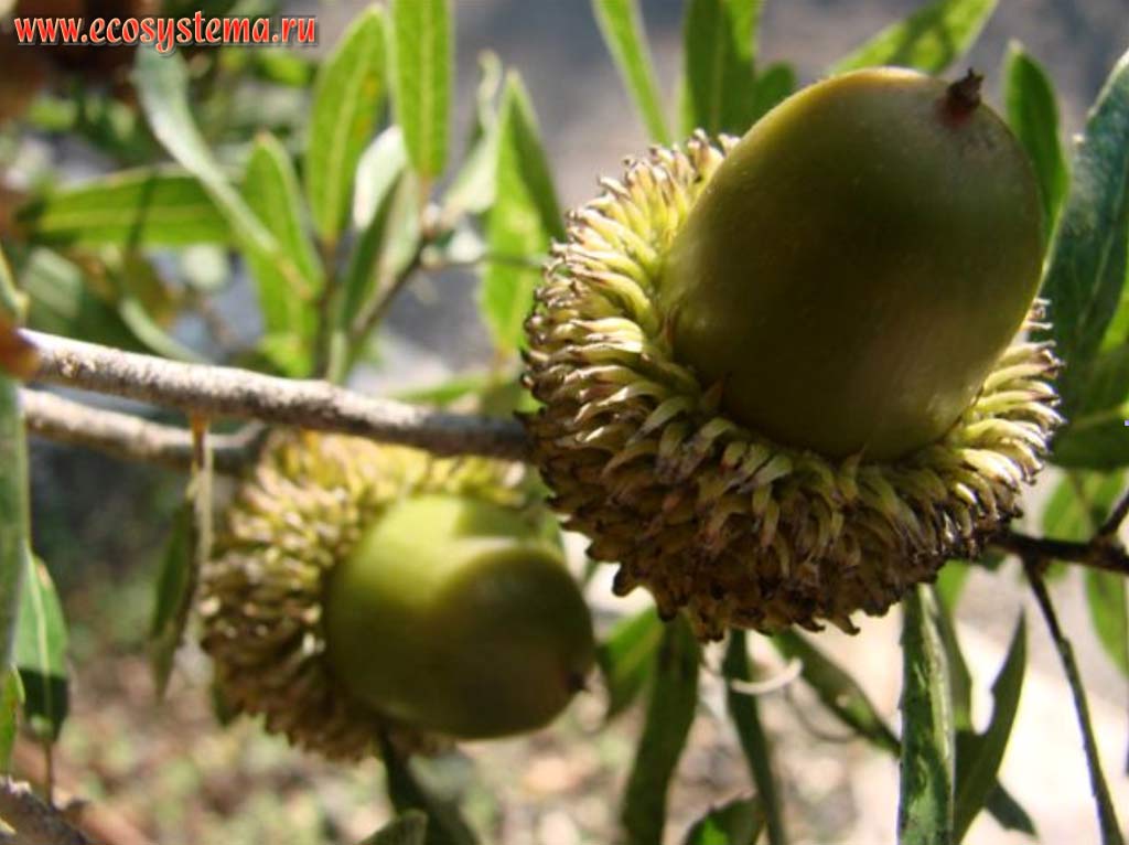 Плод (желудь) дуба шариконосного (Quercus coccifera). Азиатское Средиземноморье, или Левант, горная Галилея, Израиль