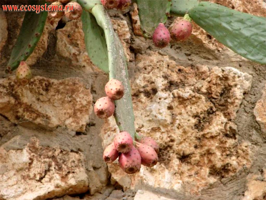 Опунция инжирная (Opuntia ficus-indica) с плодами. Азиатское Средиземноморье, или Левант, горная Галилея, Израиль