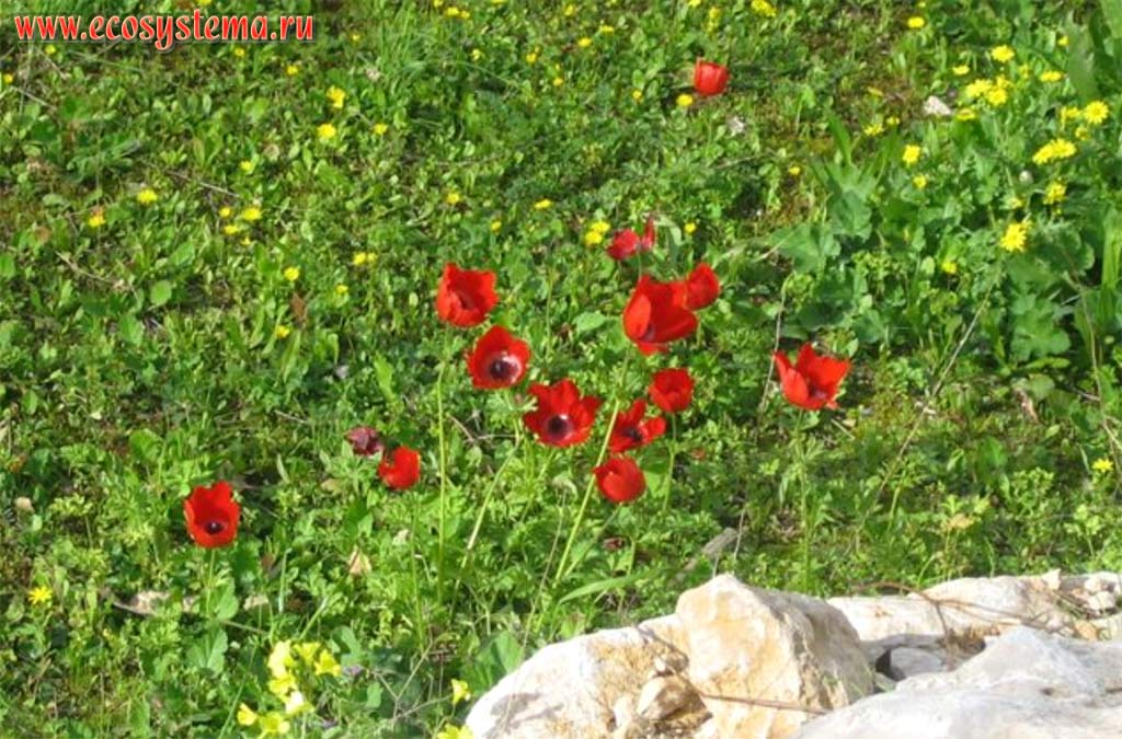 The spring flowering motley grass (meadow) with Poppy anemone, or Spanish marigold (Anemone coronaria) in the mountain canyon