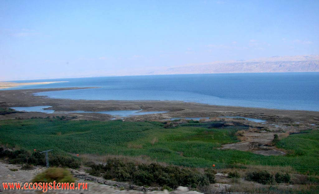 Тростниковые заросли на заболоченном побережье Мертвого моря (бессточного соленого озера).
Азиатское Средиземноморье, или Левант, Мертвое море, Израиль