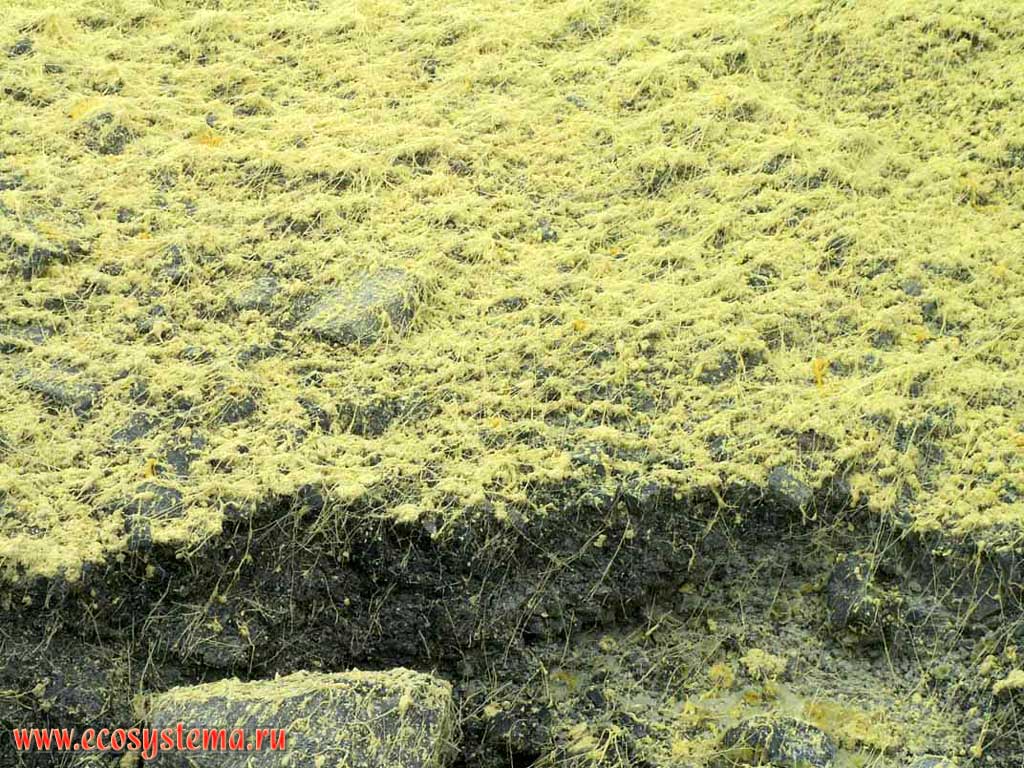 Plastic sulfur (hair type) produced by the Pauk (Spider) fumarole.
Paramushir Island