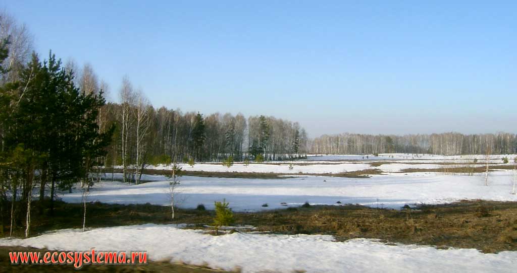 Березовые колки - основной тип растительности лесостепной зоны
юга Западной Сибири. Верхнеобская лесостепь немного южнее Бийска