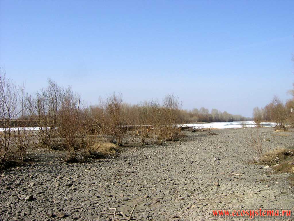 The shingle flood-plain of the Katun river overgrowing with willow (Salix) bush.
The lower Katun river basin on the border between Altai (Altay) region (Altaisky Krai) and the Republic of Gorny Altai (Altay)