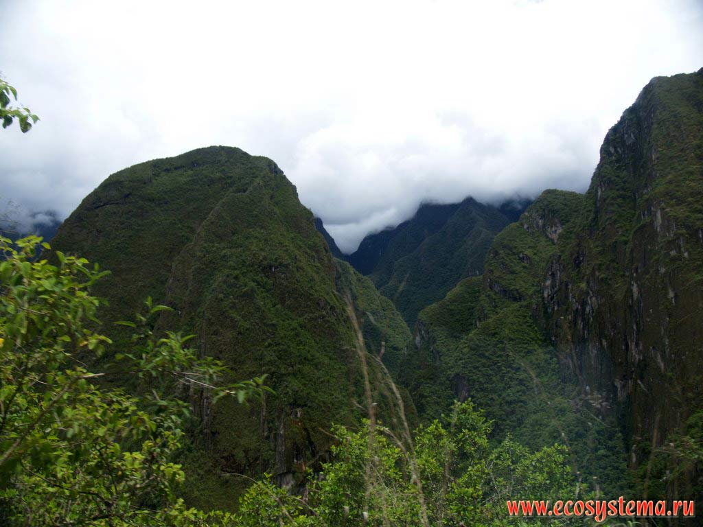 The steep slopes of the Eastern Cordillera mountains, covered with mountain tropical forest and shrubs. The elevation is about 2500 m above sea level.
The Central Andes mountain system, or Sierra, Machu Picchu surroundings, Cusco (Cuzco) Department, Eastern Peru