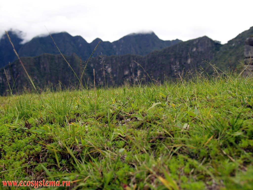 Растительность альпийских лугов на склонах горной цепи Восточных Кордильер. Высота около 2500 м над уровнем моря.
Горная система Центральных Анд, или Сьерра, окрестности Мачу-Пикчу, департамент Куско, Перу