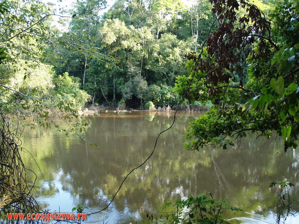 The Ucayali river - is the right branch (tributary) and one of two sources of the Amazon River.
The Amazonian tropical forest zone between the Central Andes foothills and Amazonian Lowland - the La Montanya region.
Near the city of Pucallpa, the Department of Ucayali, Eastern Peru near Brazil border