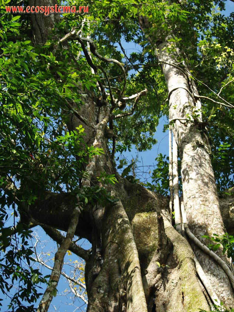 Старое дерево в тропическом лесу (сельве, или гилейном лесу) в предгорьях горной цепи Восточной Кордильеры Центральных Анд.
Западная окраина Амазонской низменности (бассейн реки Амазонки).
Ла-Монтанья, недалеко от Пукальпы, департамент Укаяли, восточная область Перу, на границе с Бразилией