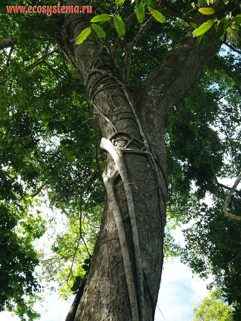 The arboreal liana in the tropical forest.
The tropical forest zone (selva) between the Central Andes foothills and Amazonian Lowland - the La Montanya region.
The Ucayali river valley (Amazon river basin), near the city of Pucallpa, the Department of Ucayali, Eastern Peru near Brazil border