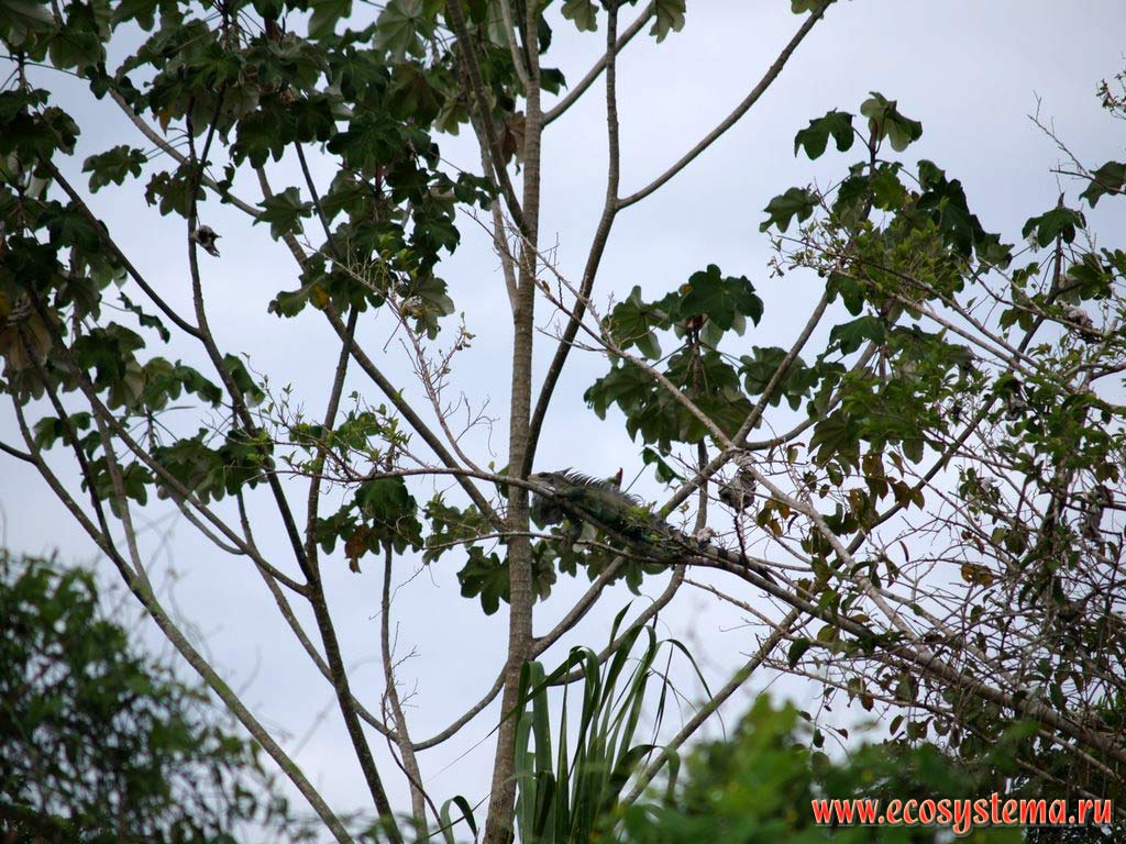 Игуана, отдыхающая на ветке дерева в тропическом лесу (сельве, или гилейном лесу).
Западная окраина Амазонской низменности (бассейн реки Амазонки), предгорья Восточной Кордильеры.
Ла-Монтанья, недалеко от Пукальпы, департамент Укаяли, восточная область Перу, на границе с Бразилией