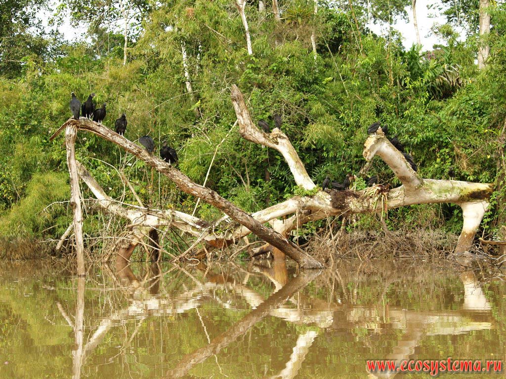 Индейковые грифы, или грифы-индейки (Cathartes aura) на берегах озера Яринокоче (Yarinacocha).
Западная окраина Амазонской низменности (бассейн реки Амазонки), предгорья Восточной Кордильеры.
Ла-Монтанья, недалеко от Пукальпы, департамент Укаяли, восточная область Перу, на границе с Бразилией