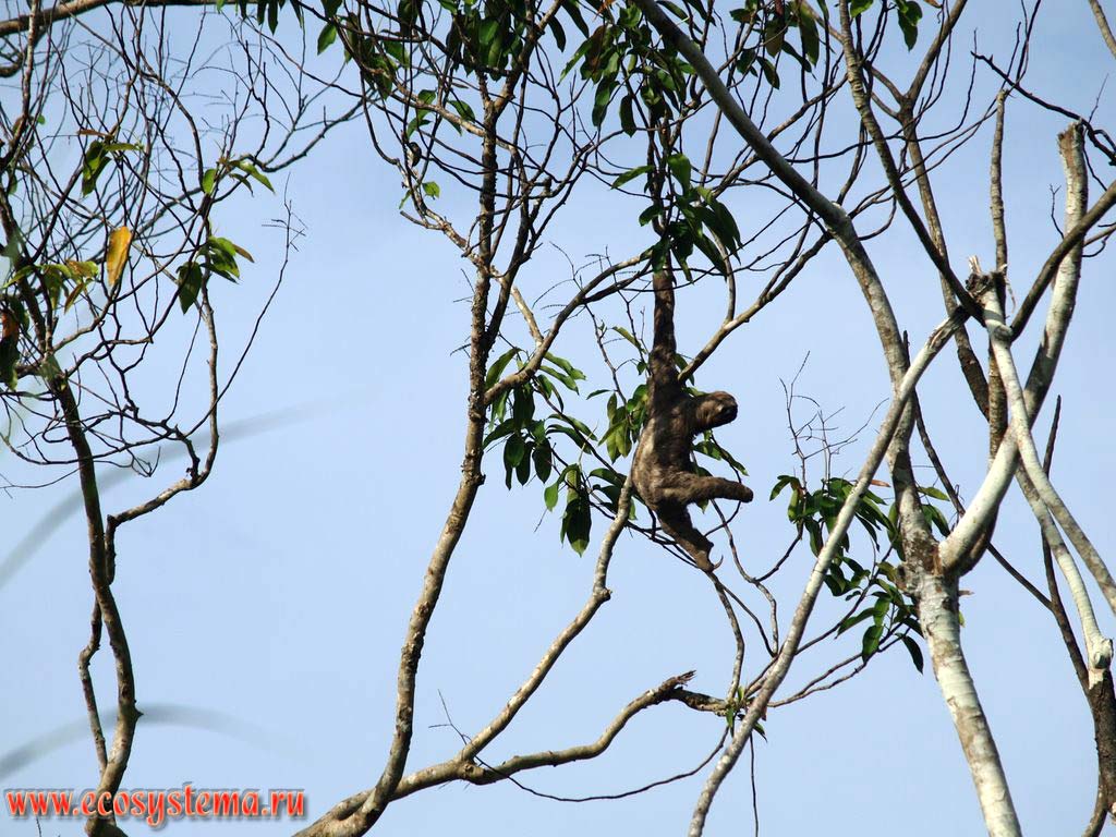 The Pale-throated, or Three-toed Sloth (Bradypus tridactylus)on the tree branch in the tropical forest.
The tropical forest zone (selva) between the Central Andes foothills and Amazonian Lowland - the La Montanya region.
The Ucayali river valley (Amazon river basin), near the city of Pucallpa, the Department of Ucayali, Eastern Peru near Brazil border