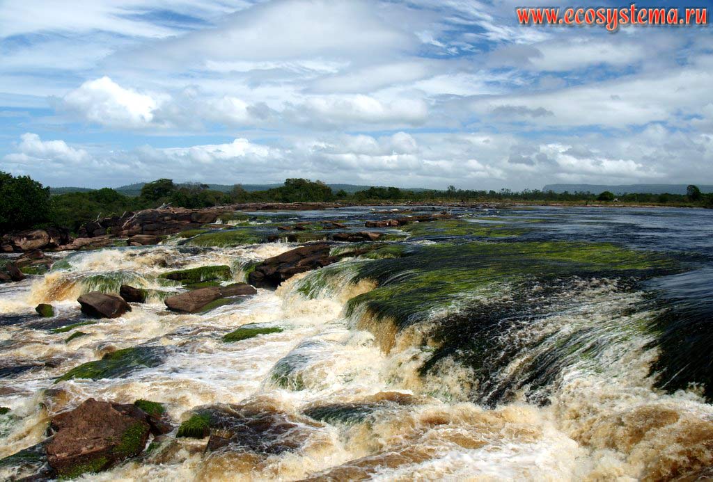 Верхняя кромка водопада Лягушка на реке Каррао, стекающей со столбообразного (столового) плато.
Поверхность под водой покрыта зелеными водорослями. Национальный парк Канайма, зона влажных тропических лесов, Гвианское нагорье, Венесуэла