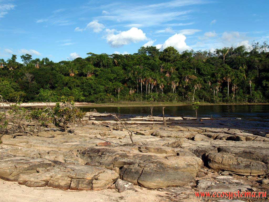 Берег реки Каррао, покрытый влажным тропическим лесом (гилеей). Национальный парк Канайма, Гвианское нагорье, Венесуэла