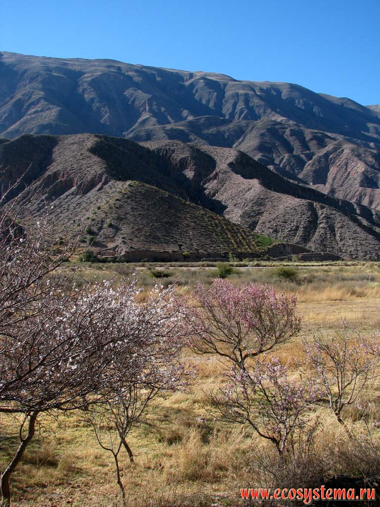 Flowering almond trees in the small river valley at the Precordillera foothills. Eastern slope of the Andes Highlands.
Altitude is about 1200 m above sea level. Precordillera, Jujuy Province, Northwest Argentina not far from the Bolivia border